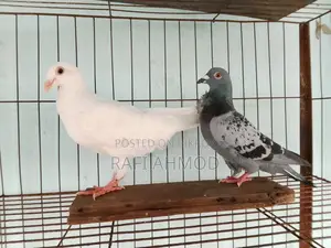 1 Pair of Racer Pigeons