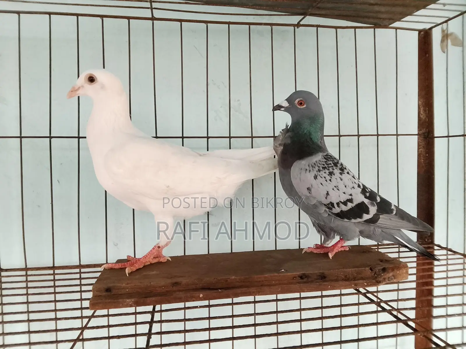 1 Pair of Racer Pigeons