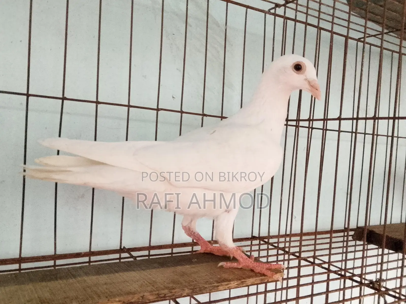 1 Pair of Racer Pigeons
