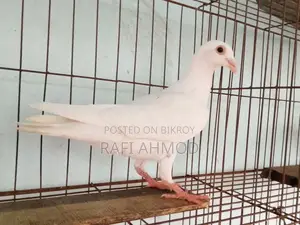 1 Pair of Racer Pigeons