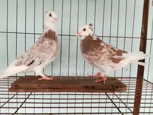 1 Pair of Racer Pigeons
