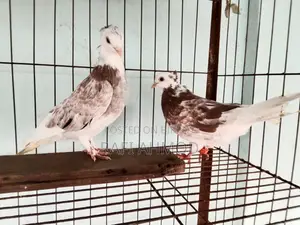 1 Pair of Racer Pigeons