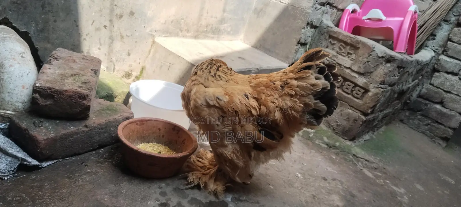 বাপ ব্রাহমা মুরগি