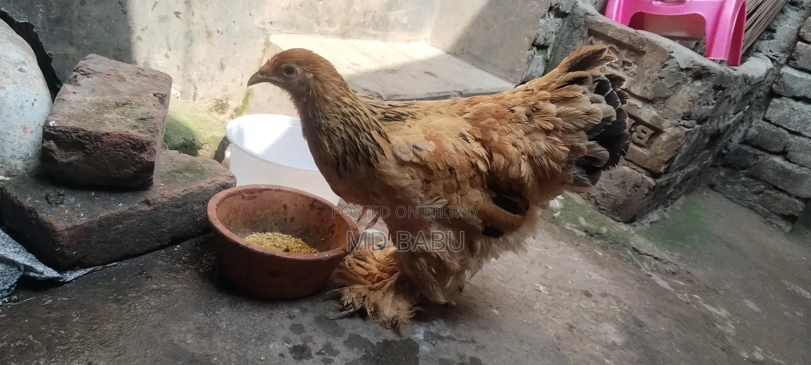 বাপ ব্রাহমা মুরগি