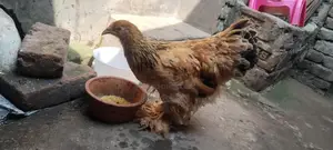 বাপ ব্রাহমা মুরগি