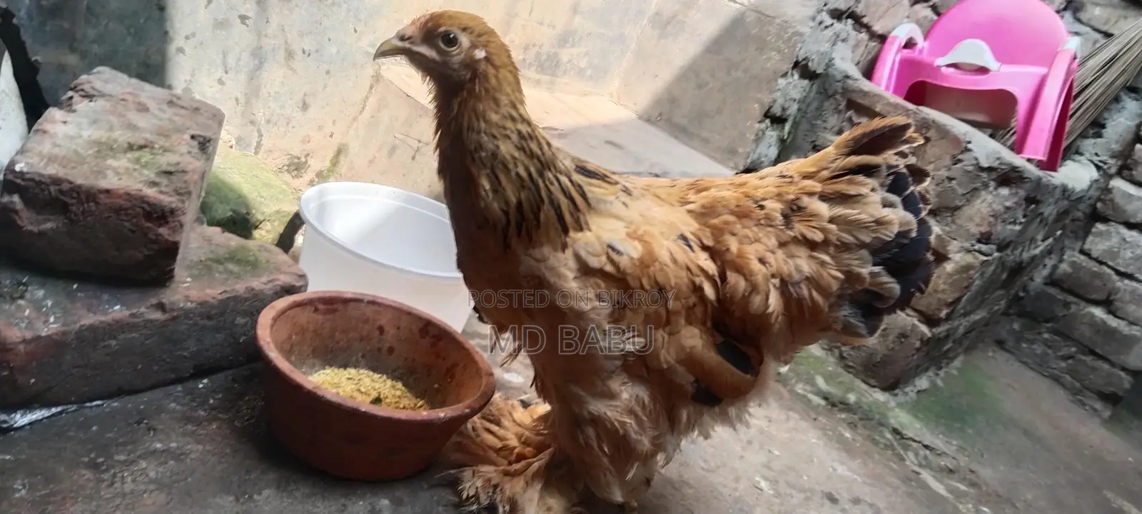 বাপ ব্রাহমা মুরগি