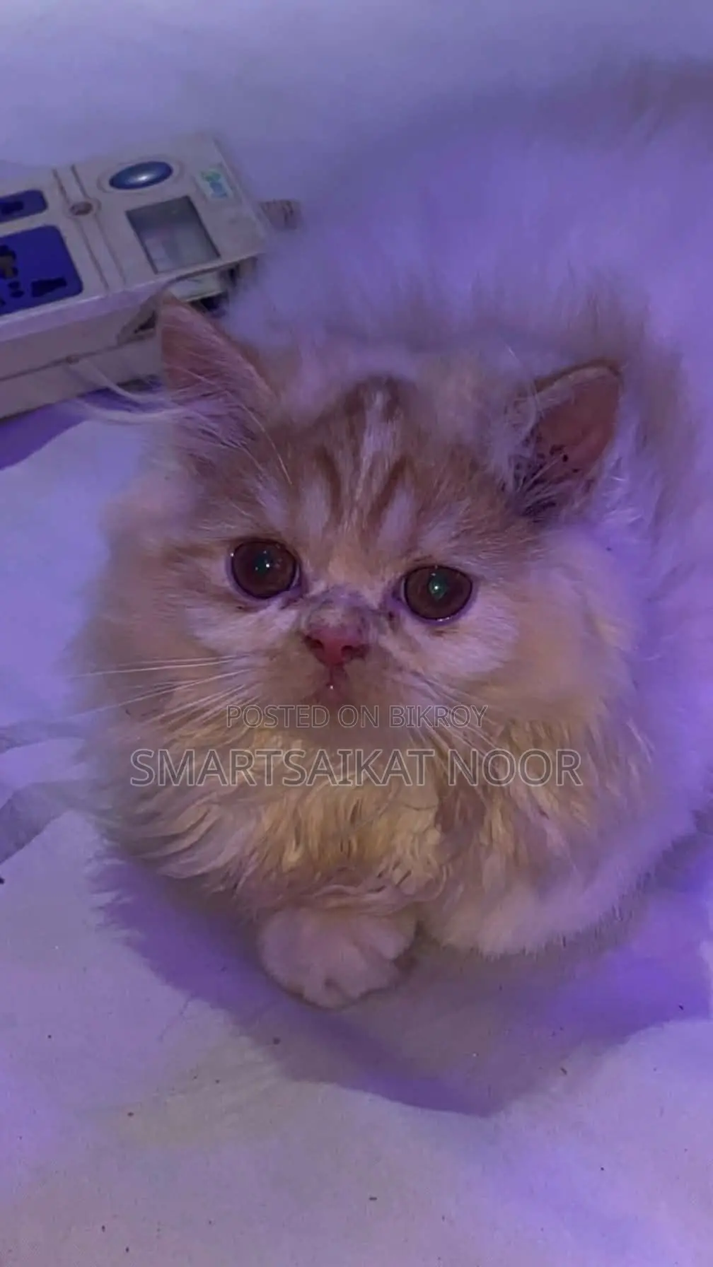 Semi Punch Face Female Cat