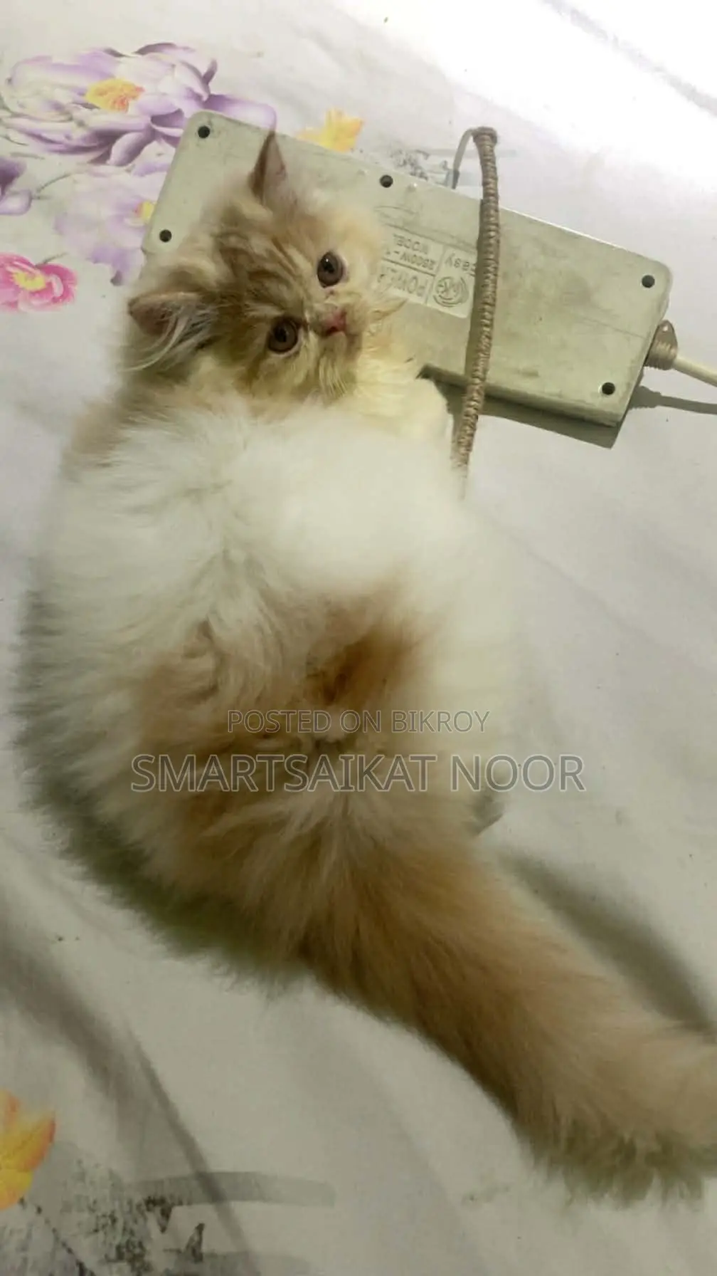 Semi Punch Face Female Cat