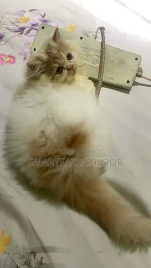 Semi Punch Face Female Cat