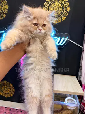 Traditional Persian Female Kitten (Includes Free Cat Food)