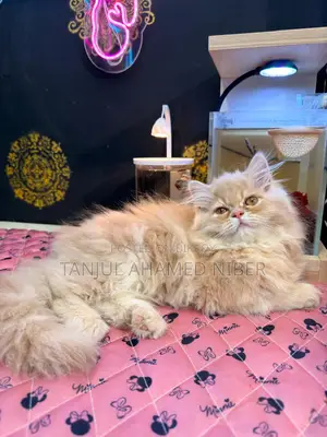 Traditional Persian Female Kitten (Includes Free Cat Food)