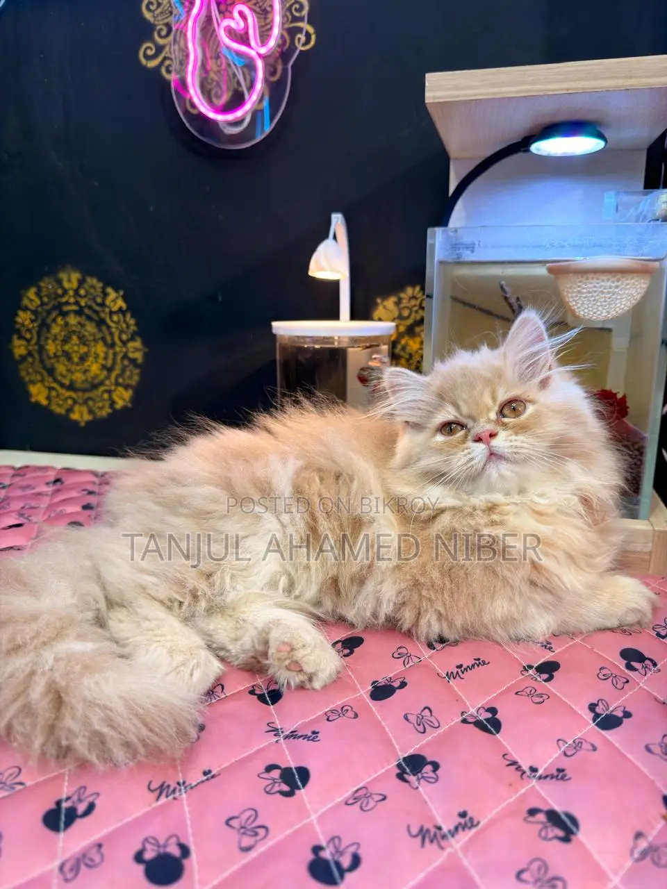 Traditional Persian Female Kitten (Includes Free Cat Food)