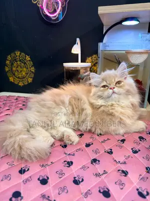 Traditional Persian Female Kitten (Includes Free Cat Food)
