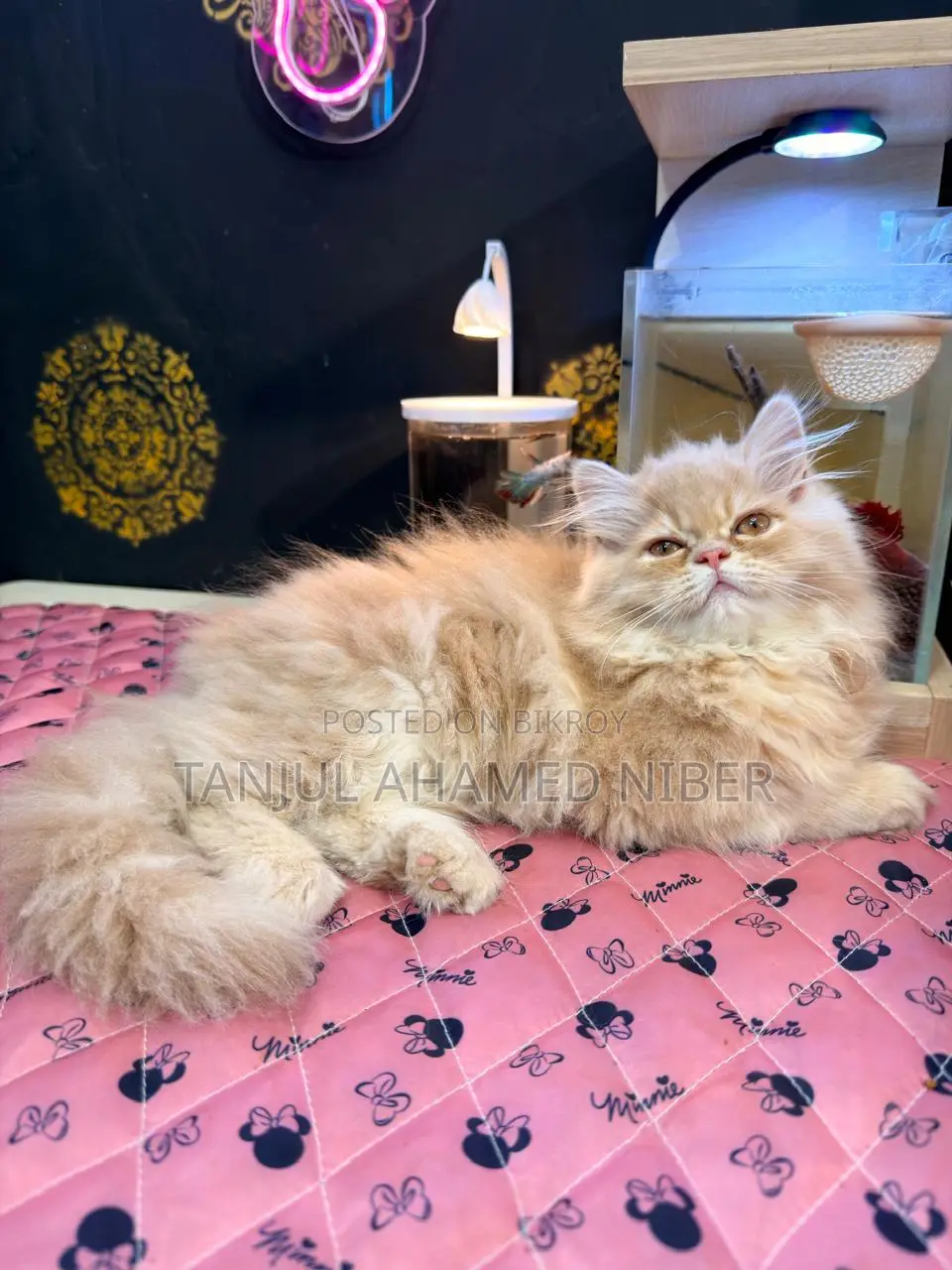 Traditional Persian Female Kitten (Includes Free Cat Food)