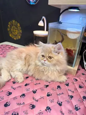 Traditional Persian Female Kitten (Includes Free Cat Food)