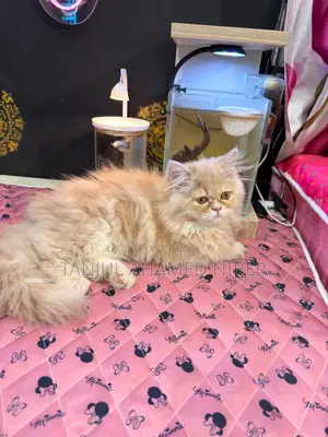 Traditional Persian Female Kitten (Includes Free Cat Food)
