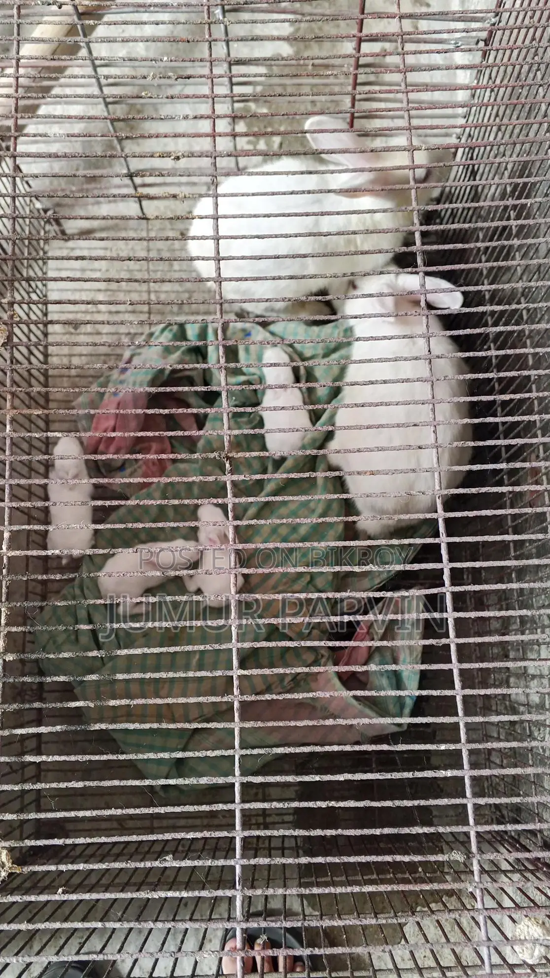 খরগোশ বিক্রি করা হবে