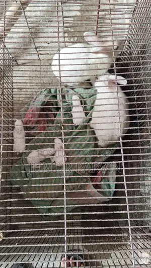 খরগোশ বিক্রি করা হবে