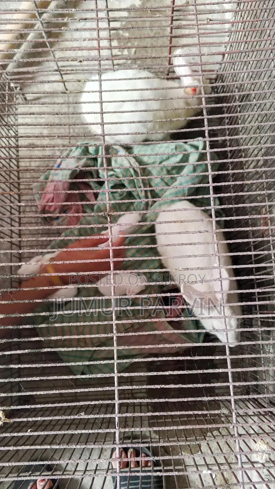 খরগোশ বিক্রি করা হবে