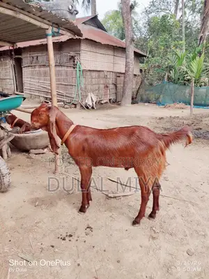 High-Quality Goat for Sale