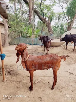 High-Quality Goat for Sale