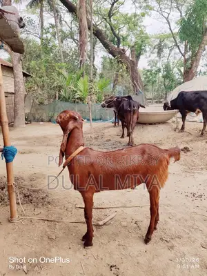 High-Quality Goat for Sale
