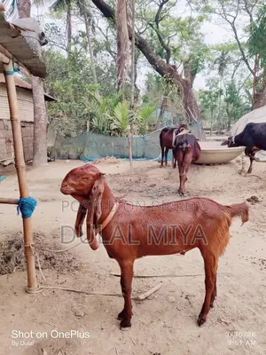 High-Quality Goat for Sale