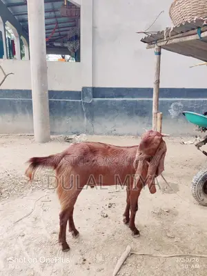 High-Quality Goat for Sale
