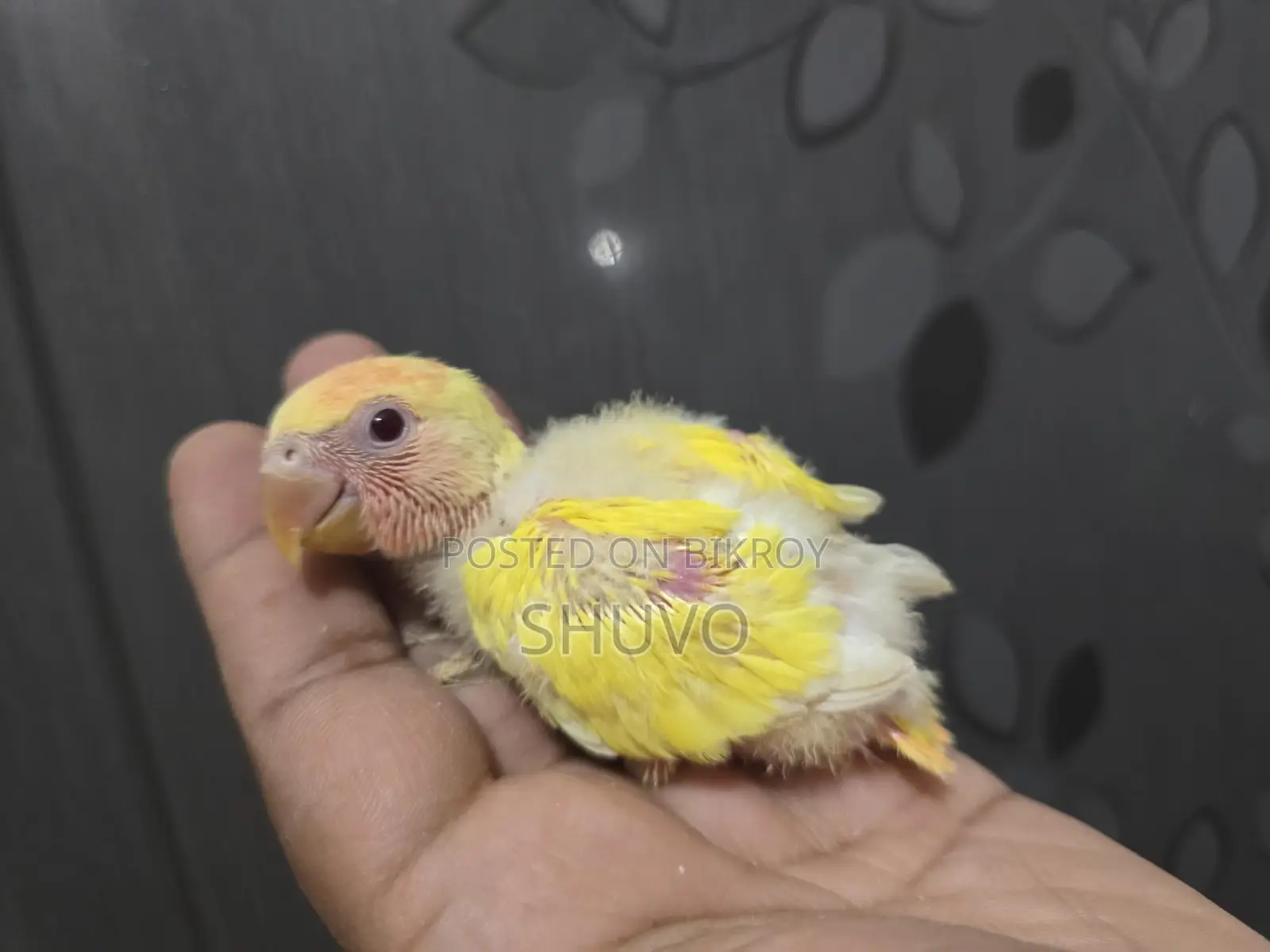 Tame Size Love Bird Baby