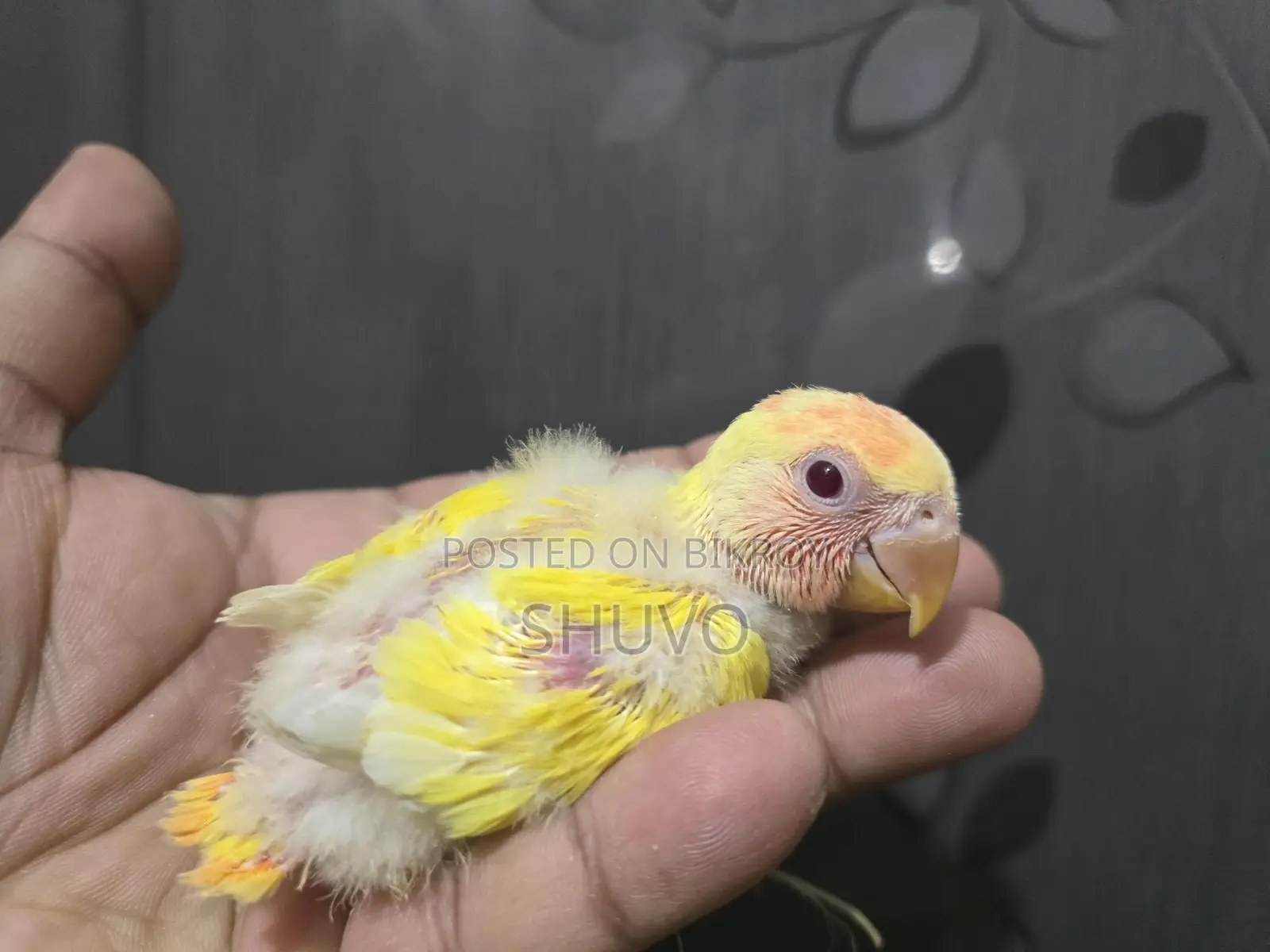 Tame Size Love Bird Baby