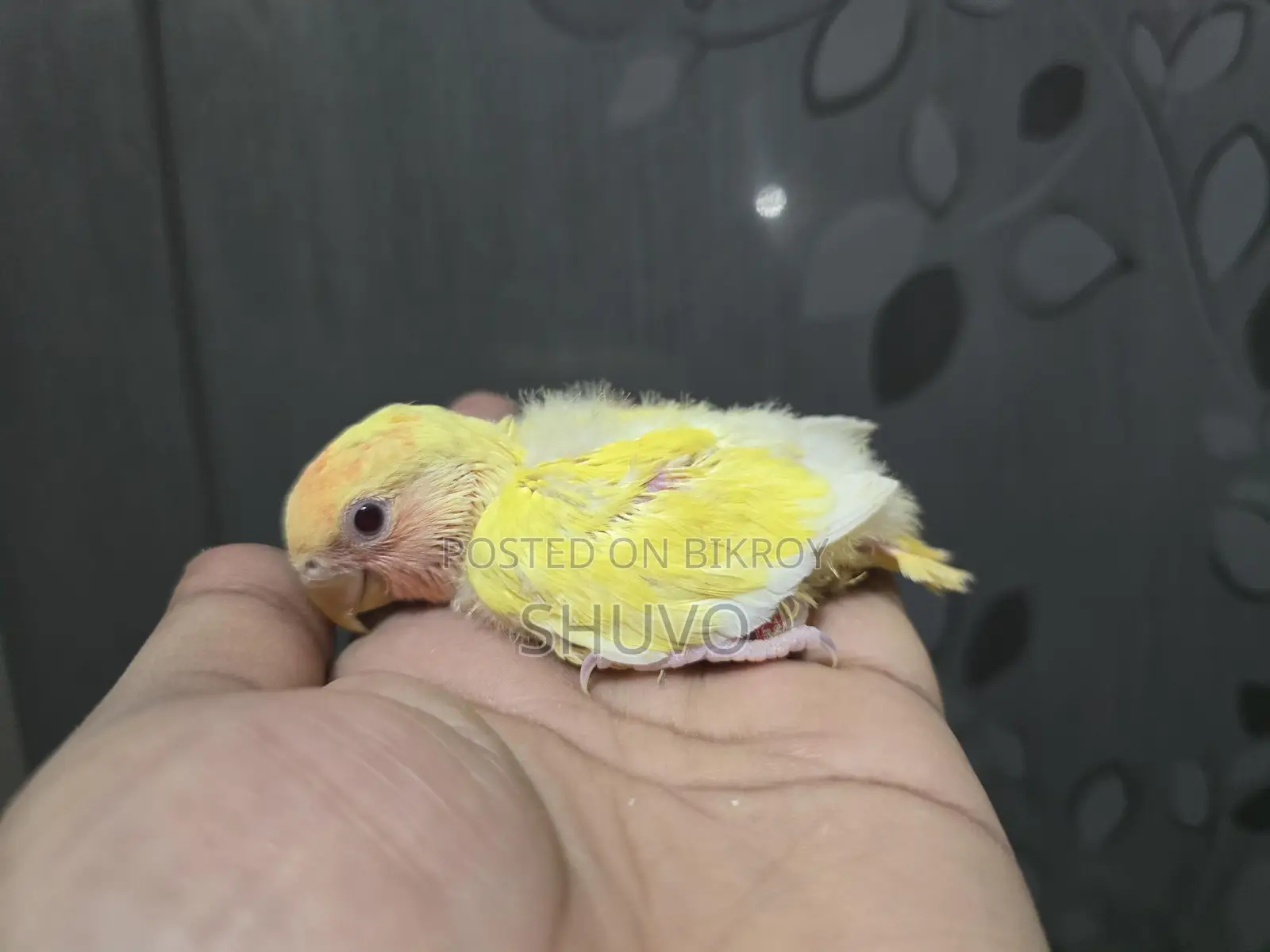 Tame Size Love Bird Baby