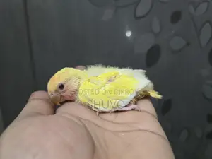 Tame Size Love Bird Baby