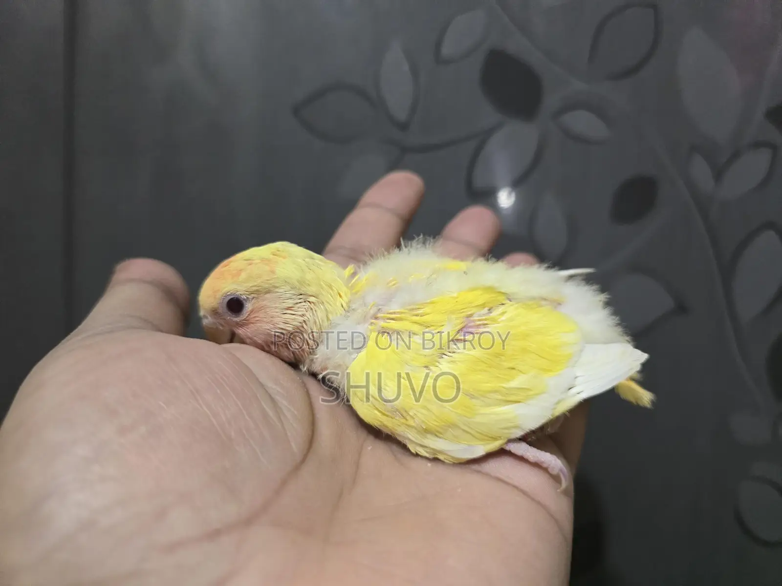 Tame Size Love Bird Baby