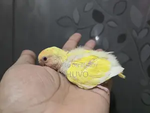 Tame Size Love Bird Baby