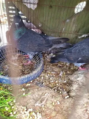 Two beautiful pigeons for sale
