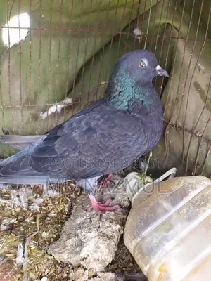 Two beautiful pigeons for sale