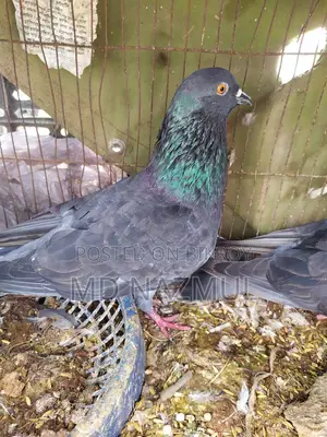 Two beautiful pigeons for sale