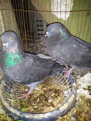 Two beautiful pigeons for sale