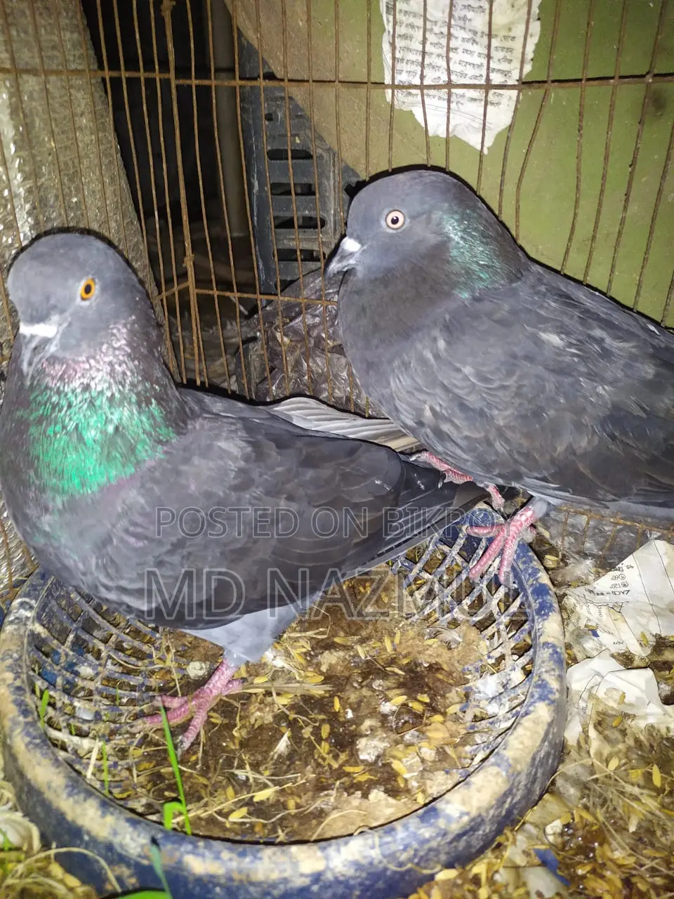 Two beautiful pigeons for sale