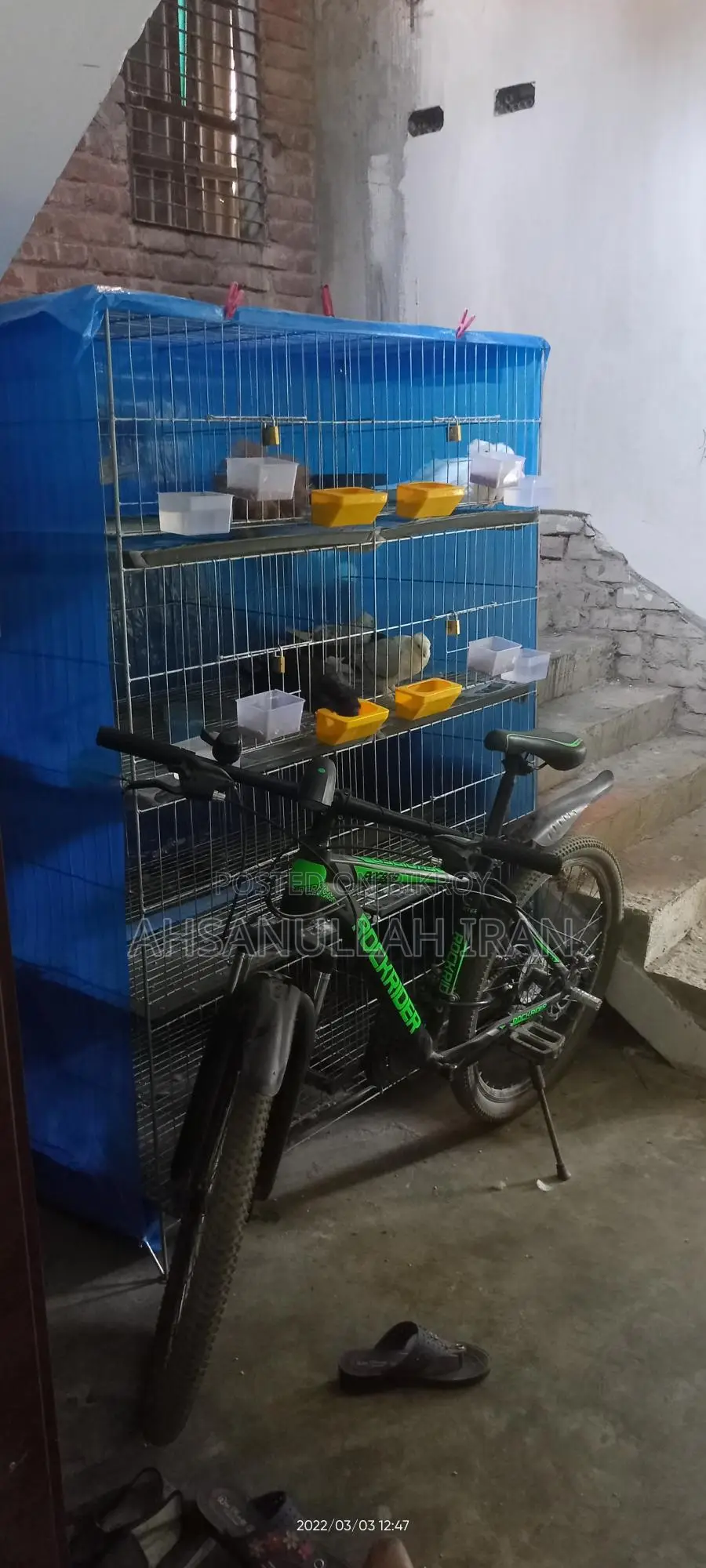 Pigeon Cage