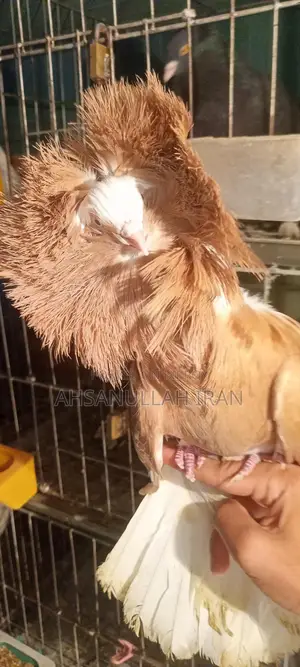 Pigeon Cage