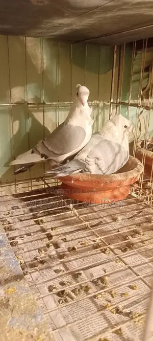 Pigeon Cage