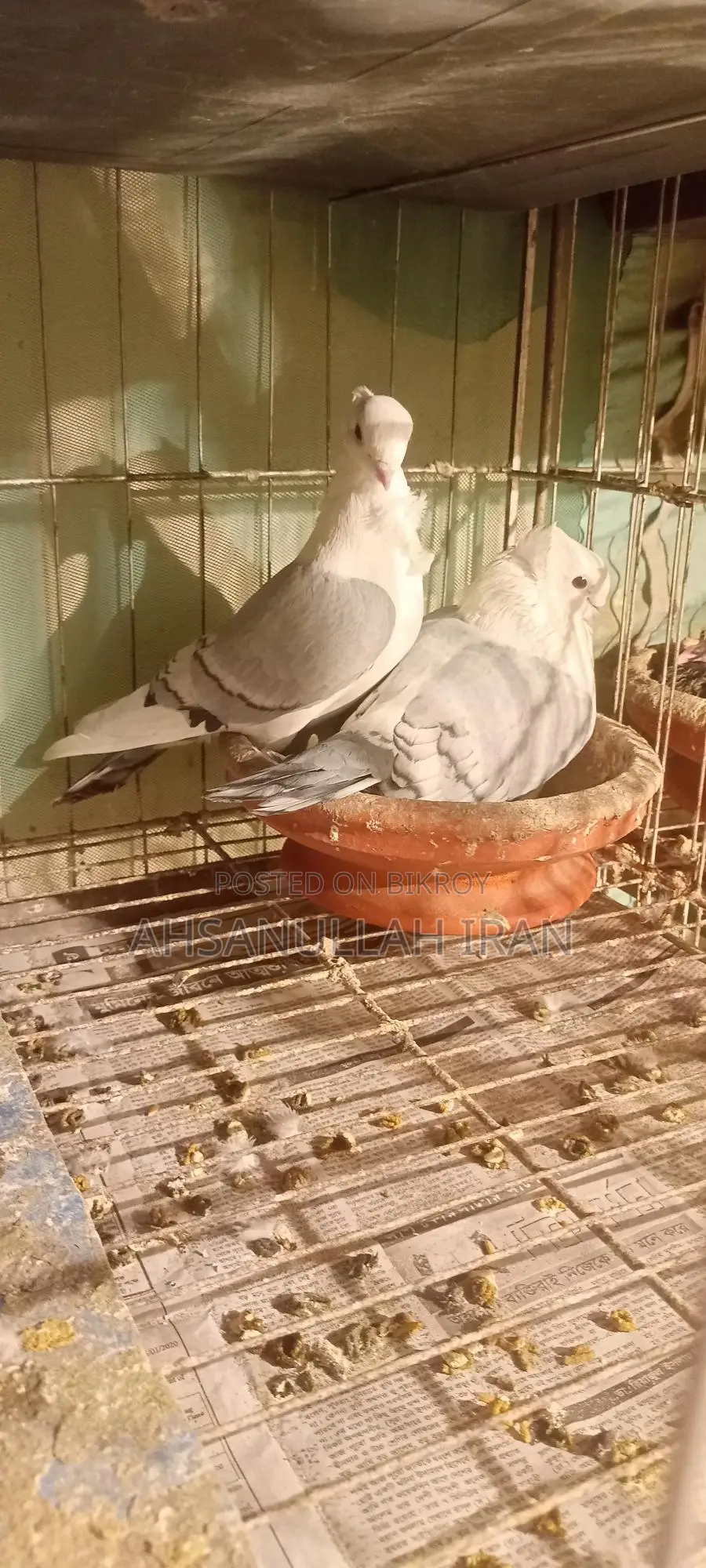 Pigeon Cage