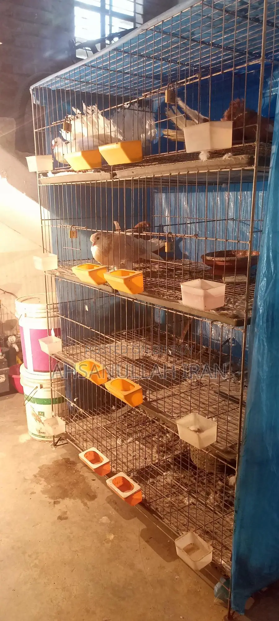 Pigeon Cage