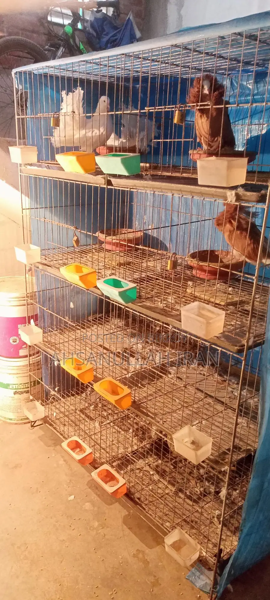 Pigeon Cage