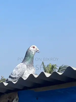 Afsana Racer Pigeon Returned from 150 KM Away