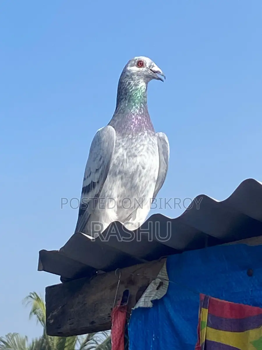 Afsana Racer Pigeon Returned from 150 KM Away