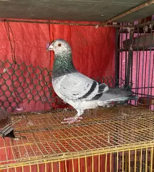 Afsana Racer Pigeon Returned from 150 KM Away