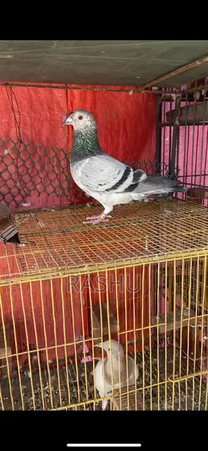 Afsana Racer Pigeon Returned from 150 KM Away
