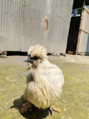 রানিং সিল্কির ফিমেল সেল হবে